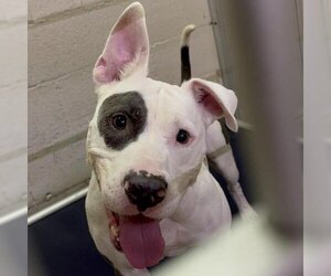 American Pit Bull Terrier-Unknown Mix Dogs for adoption in Waldorf, MD, USA