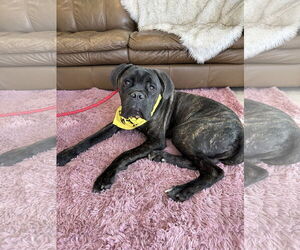 Mastiff Dogs for adoption in Goodyear, AZ, USA