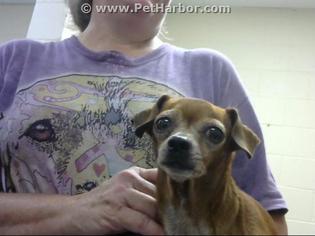 Rat-Cha Dogs for adoption in Conroe, TX, USA