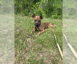 Bulldog-Unknown Mix Dogs for adoption in Tarrytown, GA, USA