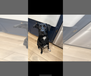 Borador Dogs for adoption in Dana Point, CA, USA