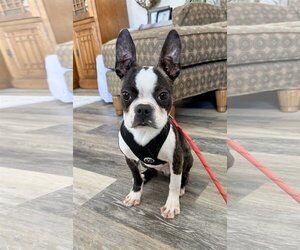 Boston Terrier Dogs for adoption in Columbus, IN, USA