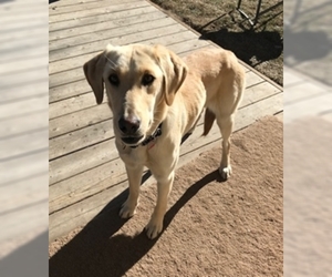 Labrador Retriever-Unknown Mix Dogs for adoption in Broomfield, CO, USA