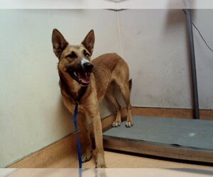 Mutt Dogs for adoption in Martinez, CA, USA