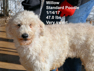 Poodle (Standard) Dogs for adoption in Bon Carbo, CO, USA