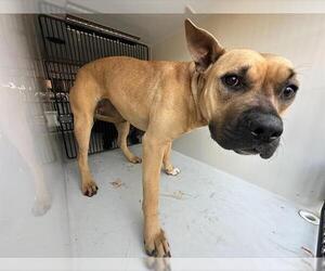 Black Mouth Cur-Unknown Mix Dogs for adoption in Houston, TX, USA