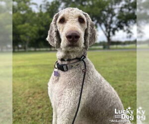 Poodle (Standard)-Unknown Mix Dogs for adoption in Washington, DC, USA