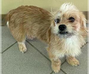 Cairn Terrier Dogs for adoption in Little Rock, AR, USA