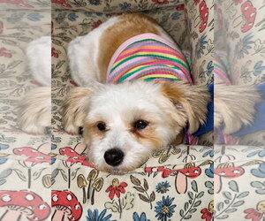 Havanese-Unknown Mix Dogs for adoption in Germantown, OH, USA
