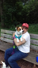 Jack Russell Terrier Dogs for adoption in Keyport, NJ, USA