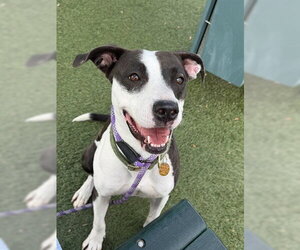 Mutt Dogs for adoption in Orlando, FL, USA