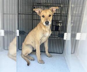 Labrador Retriever-Unknown Mix Dogs for adoption in Houston, TX, USA