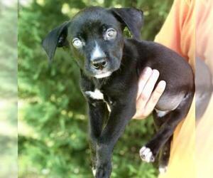 Australian Shepherd Dogs for adoption in Atlanta, GA, USA
