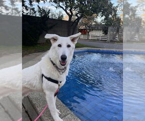 German Shepherd Dog-Great Pyrenees Mix Dogs for adoption in Petaluma, CA, USA