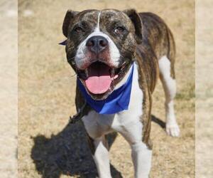 American Staffordshire Terrier Dogs for adoption in San Antonio, TX, USA