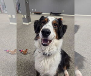 Australian Shepherd Dogs for adoption in Cuyahoga Falls , OH, USA