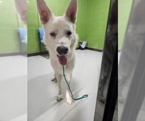 German Shepherd Dog-Unknown Mix Dogs for adoption in Temple, TX, USA