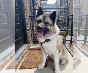Akita Dogs for adoption in COLUMBIA, MD, USA