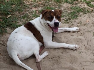 American Bulldog Dogs for adoption in Green Cove Springs, FL, USA