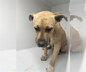 Mutt Dogs for adoption in Houston, TX, USA