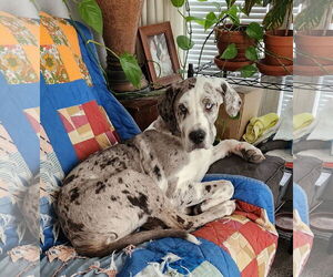 Great Dane Dogs for adoption in Goodyear, AZ, USA