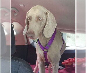 Unknown-Weimaraner Mix Dogs for adoption in Mooresville, NC, USA