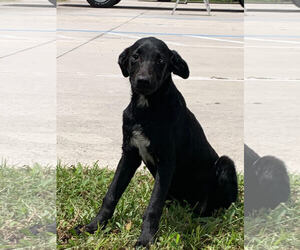 Sheprador Dogs for adoption in CRESCENT CITY, FL, USA