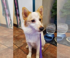 Huskies -Pomeranian Mix Dogs for adoption in Amarillo, TX, USA