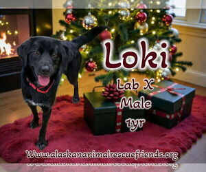 Labrador Retriever-Unknown Mix Dogs for adoption in Anchorage, AK, USA