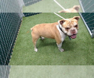 American Bulldog-Unknown Mix Dogs for adoption in Downey, CA, USA