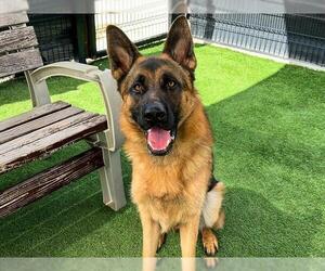 German Shepherd Dog Dogs for adoption in Orange, CA, USA
