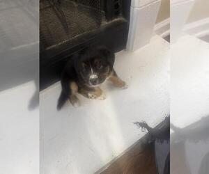 Chow Chow-Unknown Mix Dogs for adoption in San Antonio, TX, USA