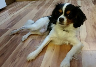 Cavalier King Charles Spaniel Dogs for adoption in Columbia, MD, USA