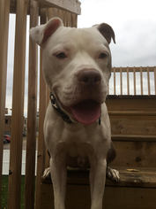American Pit Bull Terrier-Unknown Mix Dogs for adoption in Princeton, MN, USA