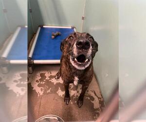 Mutt Dogs for adoption in Camarillo, CA, USA