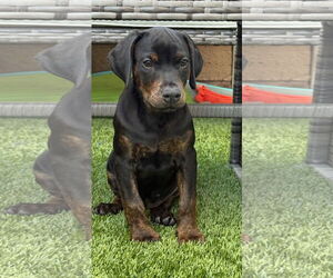 Doberman Pinscher-Labrador Retriever Mix Dogs for adoption in Lake Elsinore, CA, USA