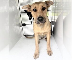 Carolina Dog-German Shepherd Dog Mix Dogs for adoption in Houston, TX, USA
