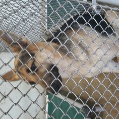 German Shepherd Dog Dogs for adoption in Tampa, FL, USA