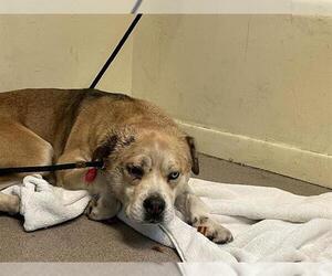 Mutt Dogs for adoption in Pasadena, CA, USA