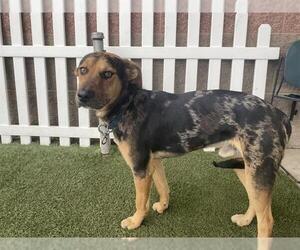 Catahoula Leopard Dog-Unknown Mix Dogs for adoption in Modesto, CA, USA
