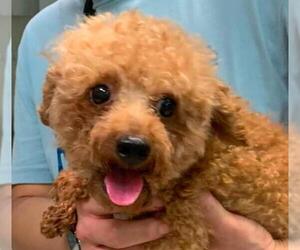 Poodle (Toy) Dogs for adoption in San Ramon, CA, USA