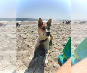 Shiba Inu-Unknown Mix Dogs for adoption in Candler, NC, USA