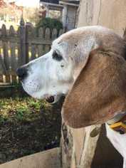 Beagle Dogs for adoption in Knoxville, TN, USA