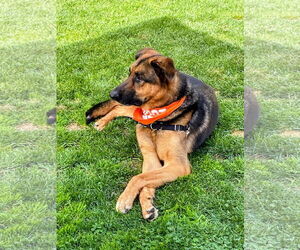 German Shepherd Dog-Unknown Mix Dogs for adoption in Huntington Beach, CA, USA