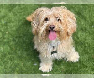 Mutt Dogs for adoption in Moreno Valley, CA, USA