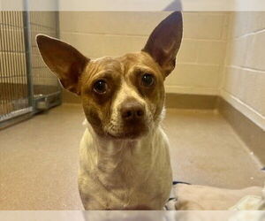 Mutt Dogs for adoption in Martinez, CA, USA