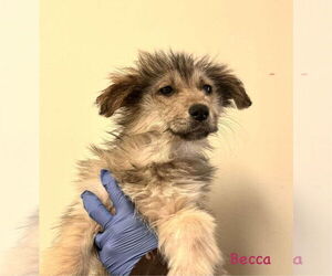 Great Pyrenees-Unknown Mix Dogs for adoption in New York, NY, USA