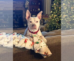 Medium Photo #5 Mutt Puppy For Sale in Arlington, VA, USA