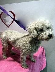 Poochon Dogs for adoption in Portland, OR, USA