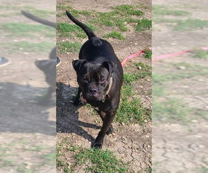 Bulldog-Unknown Mix Dogs for adoption in San Antonio, TX, USA